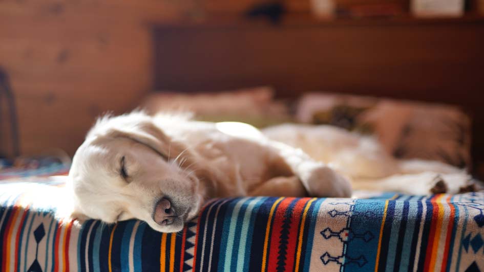 a dog sleeping on a bed